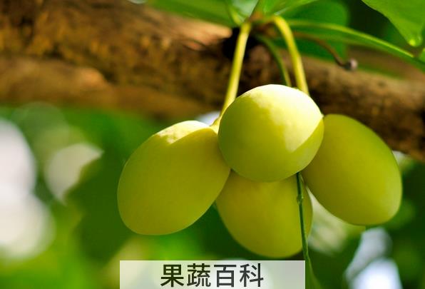 果蔬百科银杏果的药用价值与功效