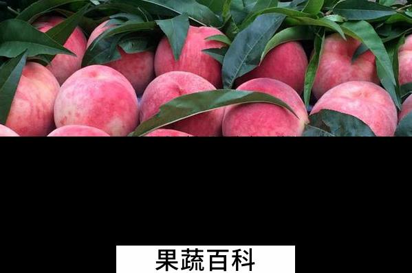 果蔬百科桃的功效与作用