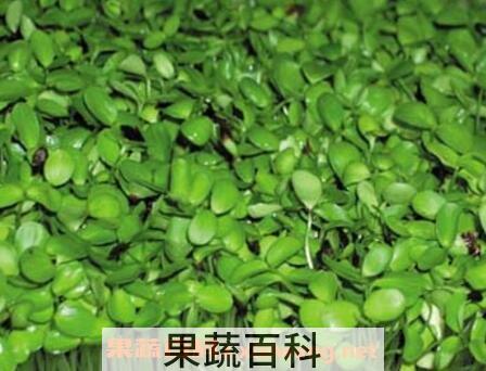 芽菜的功效与作用
