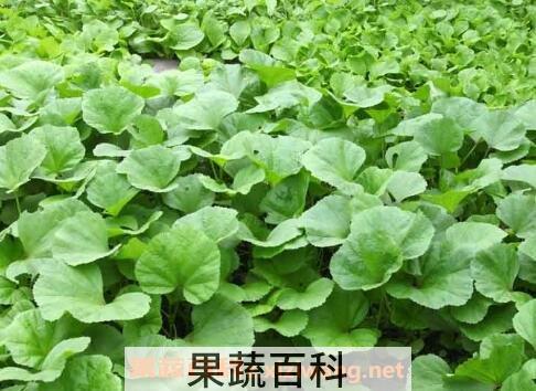 冬寒菜的功效与作用及食用方法