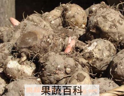 魔芋是什么 魔芋的功效与用途