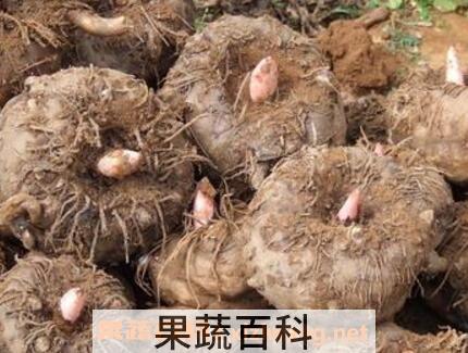 魔芋是什么 魔芋的功效与用途