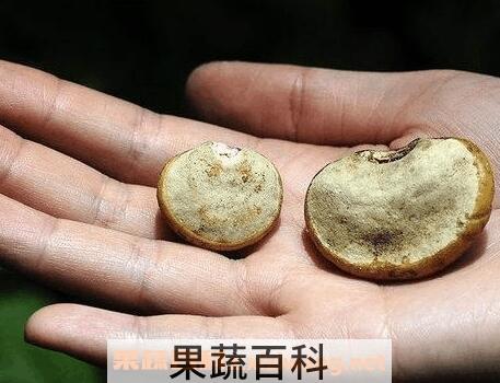 归云果的功效与作用