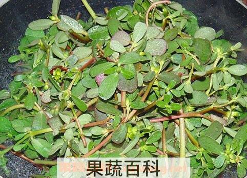 老鼠耳菜的功效