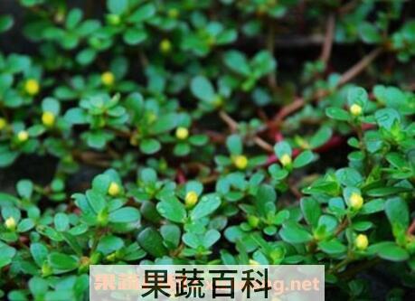 老鼠耳菜的功效