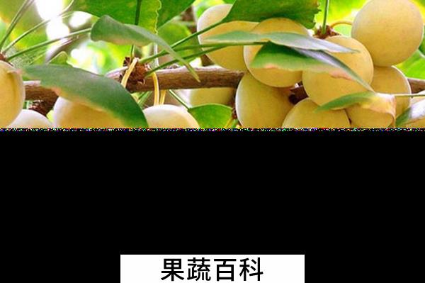 果蔬百科银杏的药用功效与作用