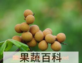 果蔬百科龙眼吃多了会怎么样 龙眼的副作用