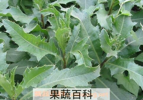 曲曲菜的功效与作用