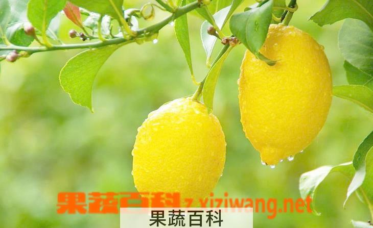果蔬百科莱姆的功效与作用