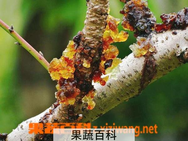 果蔬百科桃树油的功效与作用