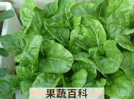 君达菜的功效与作用