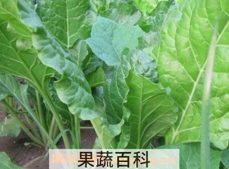 君达菜的功效与作用