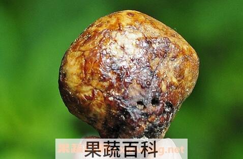 须元果的功效与作用
