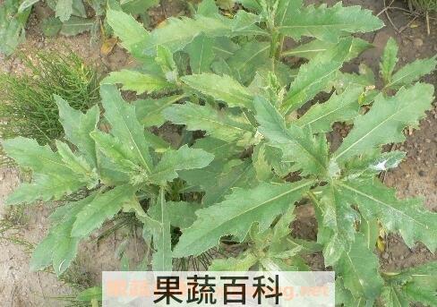 七七菜的功效与作用
