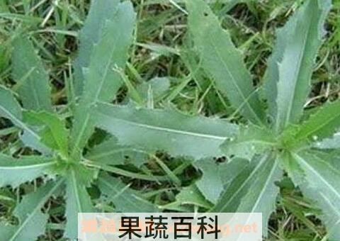 七七菜的功效与作用