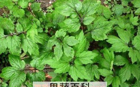 真珠菜的功效与作用及禁忌 真珠菜的功效与作用和图