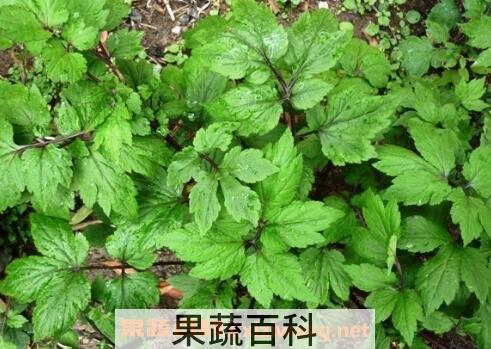 真珠菜的功效与作用