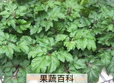 真珠菜的功效与作用