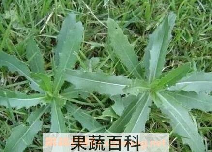 齐齐菜的功效与作用
