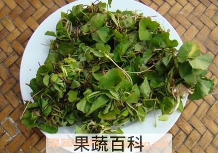 马蹄菜的功效与作用