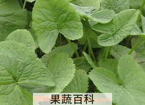马蹄菜的功效与作用