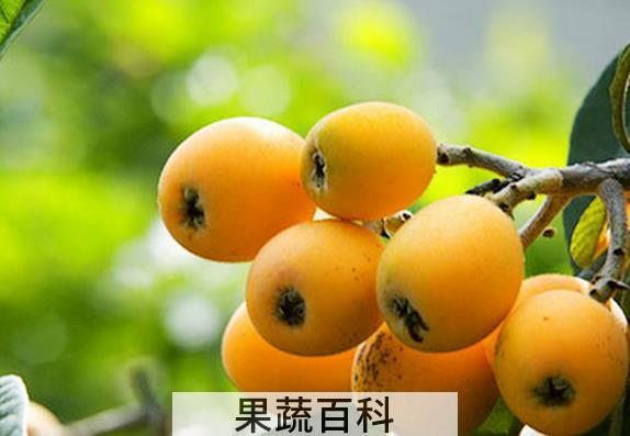 果蔬百科吃枇杷的禁忌