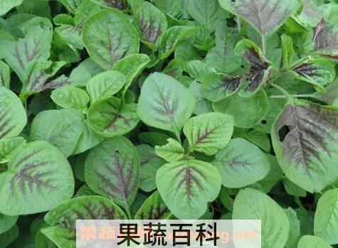 人性菜的功效与作用