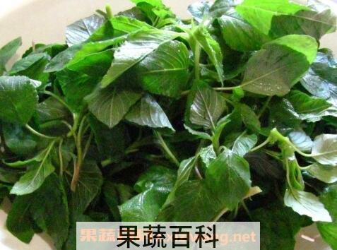 人性菜的功效与作用
