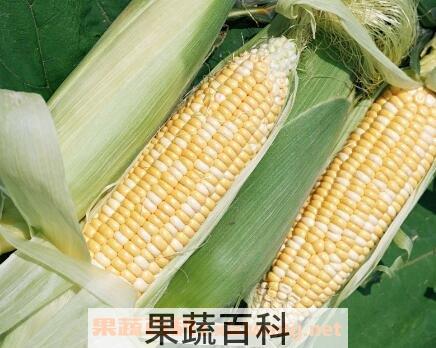 吃玉米的好处和功效