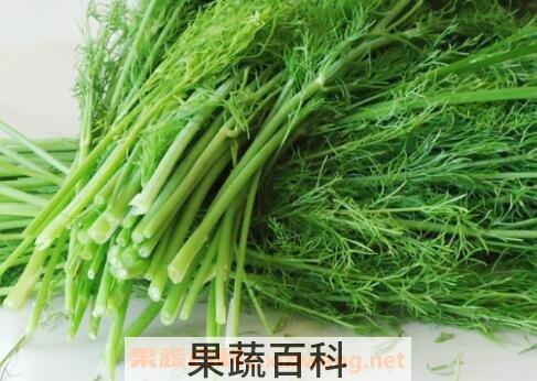 小茴香菜的功效与作用