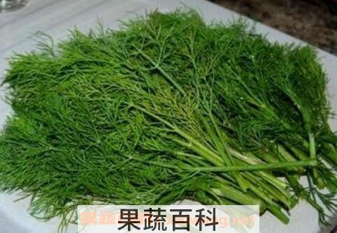 小茴香菜的功效与作用
