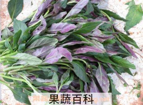 血皮菜的功效与营养价值