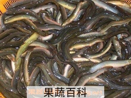泥鳅鱼的副作用