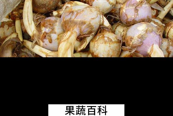 果蔬百科慈菇的功效与作用