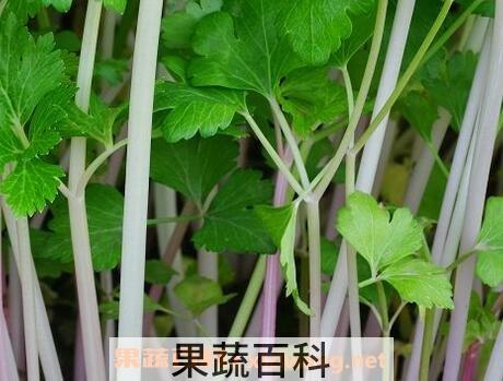 紫芹菜的功效与作用