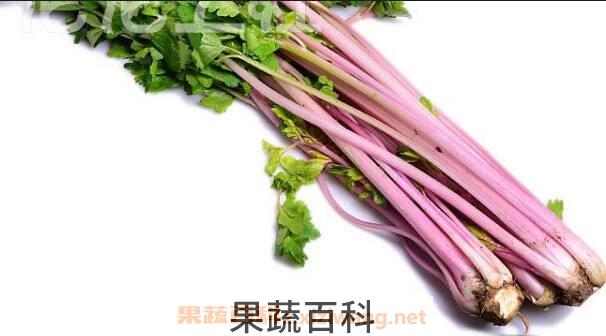 紫芹菜