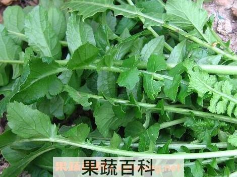 老萝卜菜叶怎么做好吃