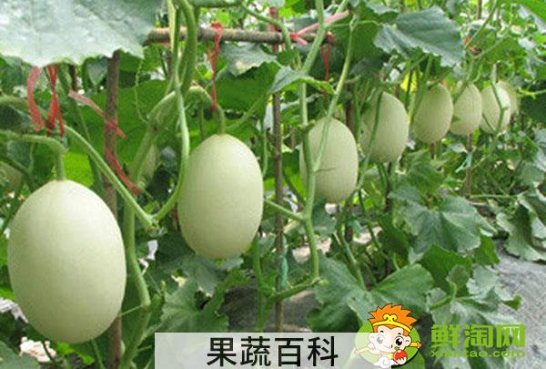 羊角蜜是香瓜的一种吗，羊角蜜和香瓜的区别