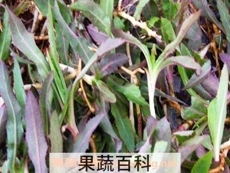 青麻菜的功效与作用