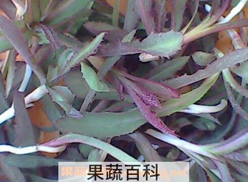 青麻菜的功效与作用