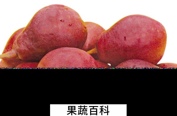 果蔬百科红巴梨的功效与作用