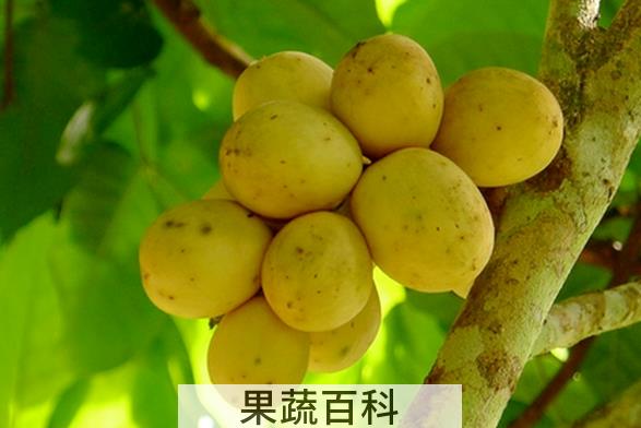 果蔬百科龙贡的功效与作用