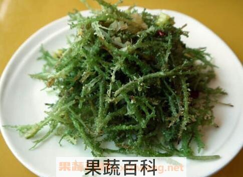鹿角菜的功效与作用