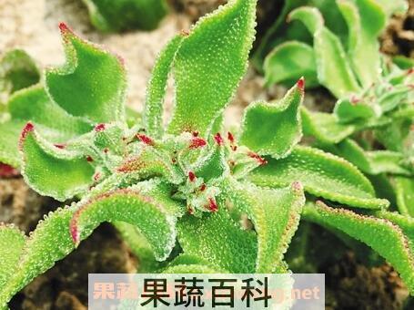 冰菜的功效与作用