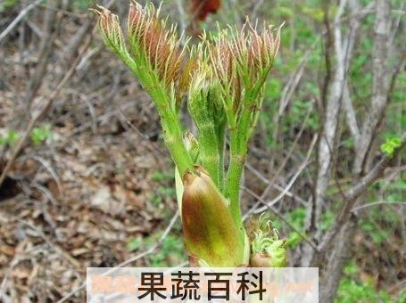 东北山野菜的功效与作用