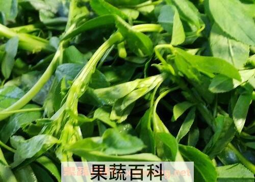 苜蓿菜的功效与营养价值