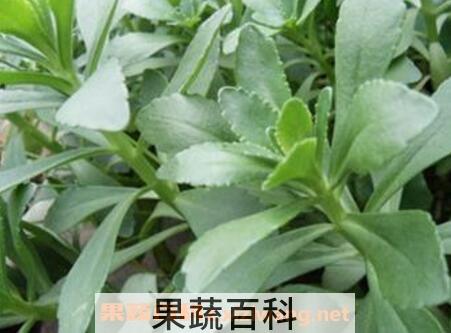 救心菜的功效与营养价值