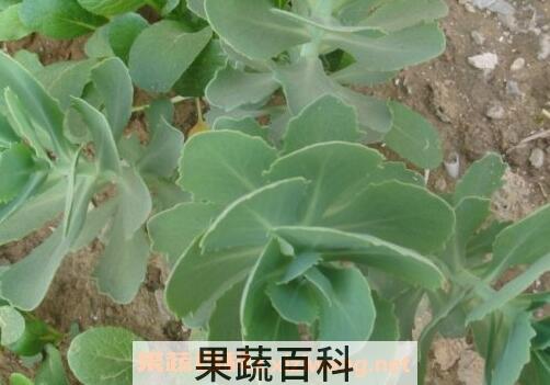 救心菜的功效与营养价值