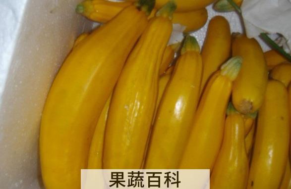 果蔬百科香蕉瓜的功效与作用