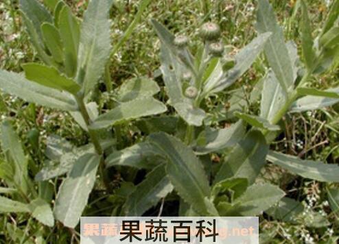 刺菜的功效与作用